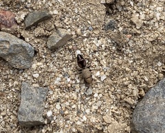 Ephutomorpha subcristata