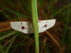 Oenochroma pallida