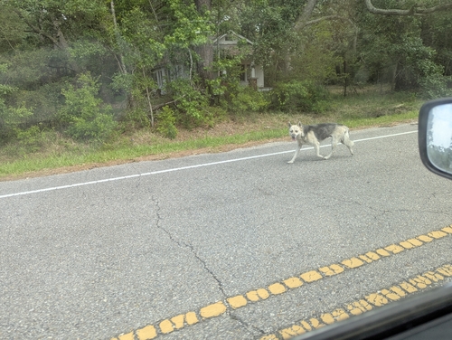 Domestic Dog photographed in Louisiana