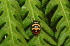 Chrysocoris fascialis