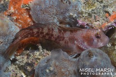 Parablennius postoculomaculatus