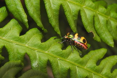Chrysocoris fascialis