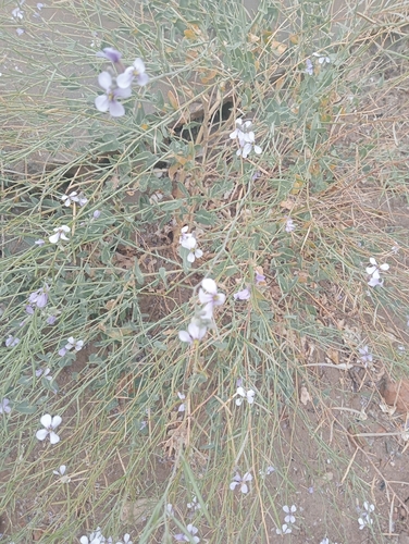 Moricandia arvensis, photograph 6