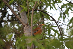 Turdus rufopalliatus