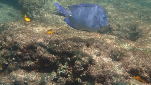 Acanthurus coeruleus