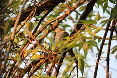 Columbina inca
