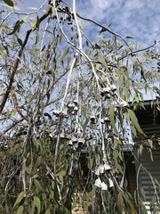 Eucalyptus caesia