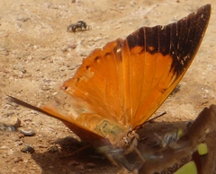 Charaxes aristogiton