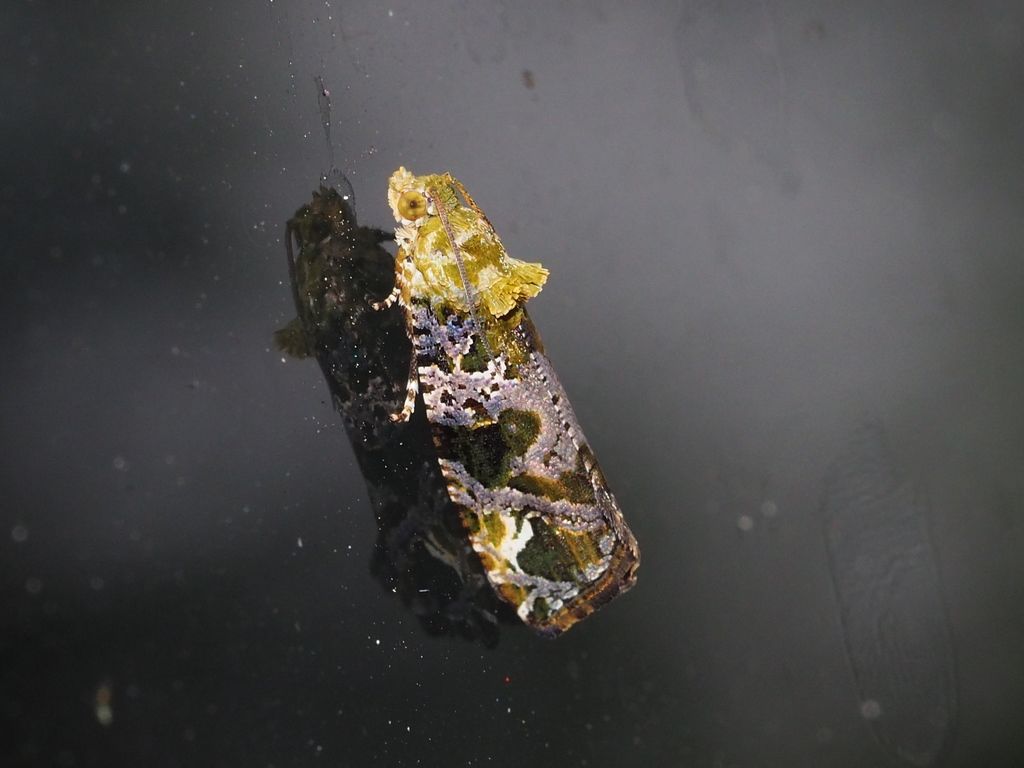 Sorolopha herbifera