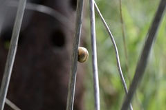 Otala lactea