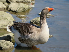 Anser anser domesticus