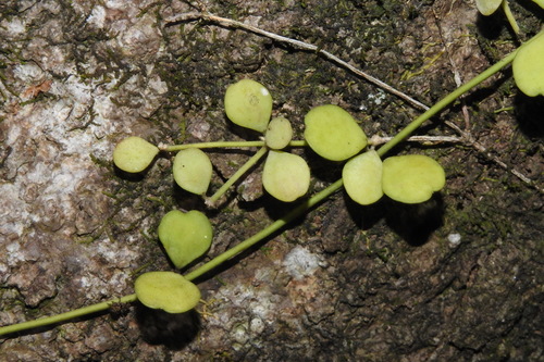 Dischidia formosana Maxim.