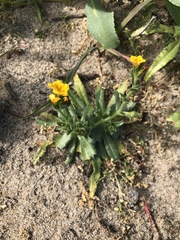 Amsinckia spectabilis