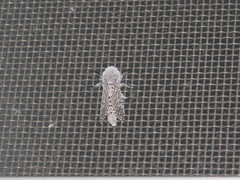 Polyphagozerra coffeae