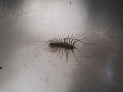 Scutigera linceci