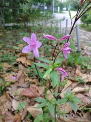 Rhododendron kanehirai