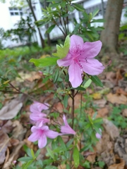 Rhododendron kanehirai