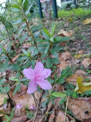 Rhododendron kanehirai
