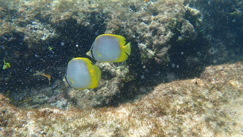 Chaetodon ocellatus