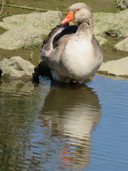 Anser anser domesticus