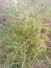 Withania frutescens