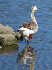 Anser anser domesticus