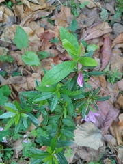 Rhododendron kanehirai