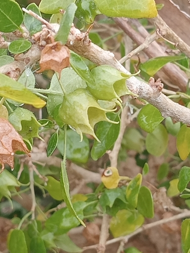 Withania frutescens, photograph 2