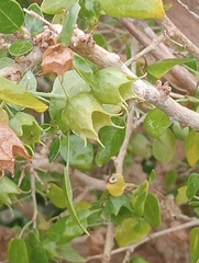 Withania frutescens, photograph (c) Alejandro Rodríguez Zapata, some rights reserved (CC BY)