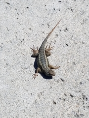 Sceloporus occidentalis