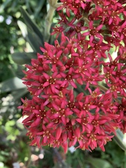 Crassula perfoliata coccinea