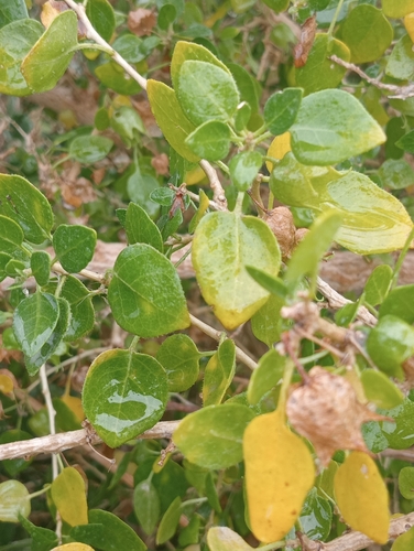 Withania frutescens, photograph 3