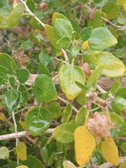 Withania frutescens, photograph (c) Alejandro Rodríguez Zapata, some rights reserved (CC BY)