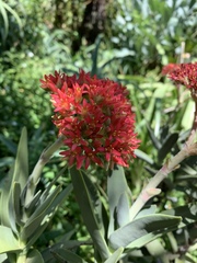 Crassula perfoliata coccinea