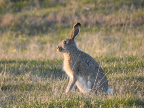 White-tailed Jackrabbit