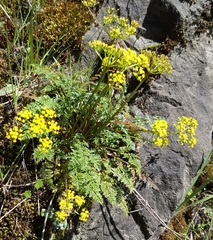 Lomatium hallii