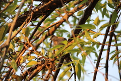 Columbina inca