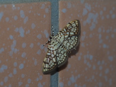 Haritalodes