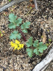 Lomatium parvifolium