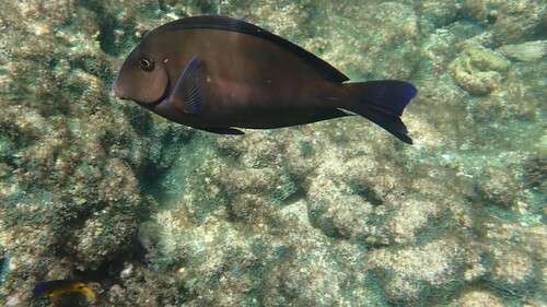 Acanthurus chirurgus