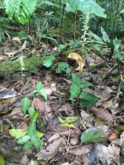 Microchilus