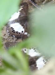 Seseria strigata