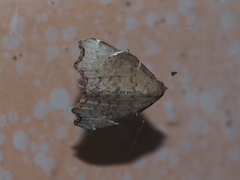 Goniocraspedon variegata