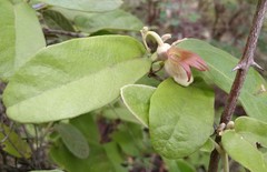Aristolochia malacophylla