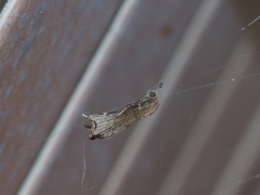 Goniocraspedon variegata