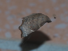 Goniocraspedon variegata