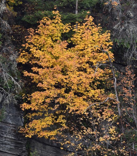 Big-leaf Maple foliage