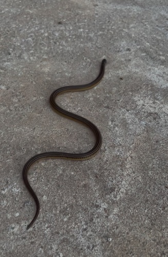 Raddi's Lizard-eating Snake