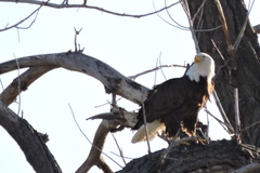 Haliaeetus leucocephalus washingtoniensis