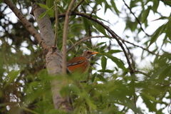 Turdus rufopalliatus